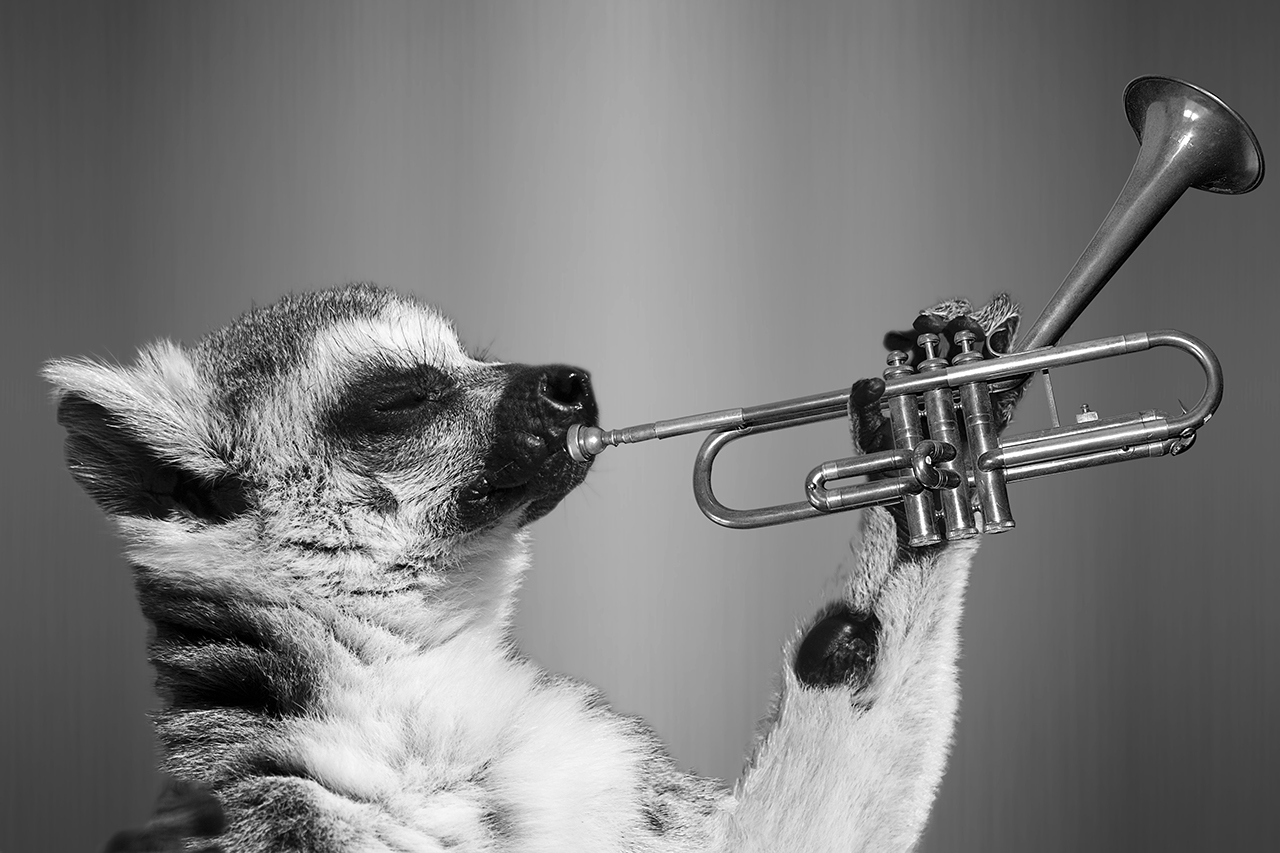Weird animal playing the trumpet